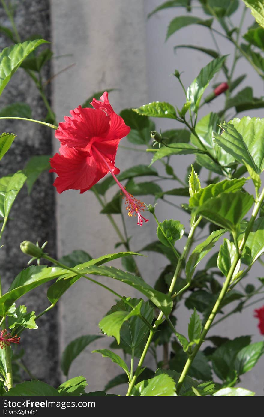 Flower, Plant, Flowering Plant, Hibiscus