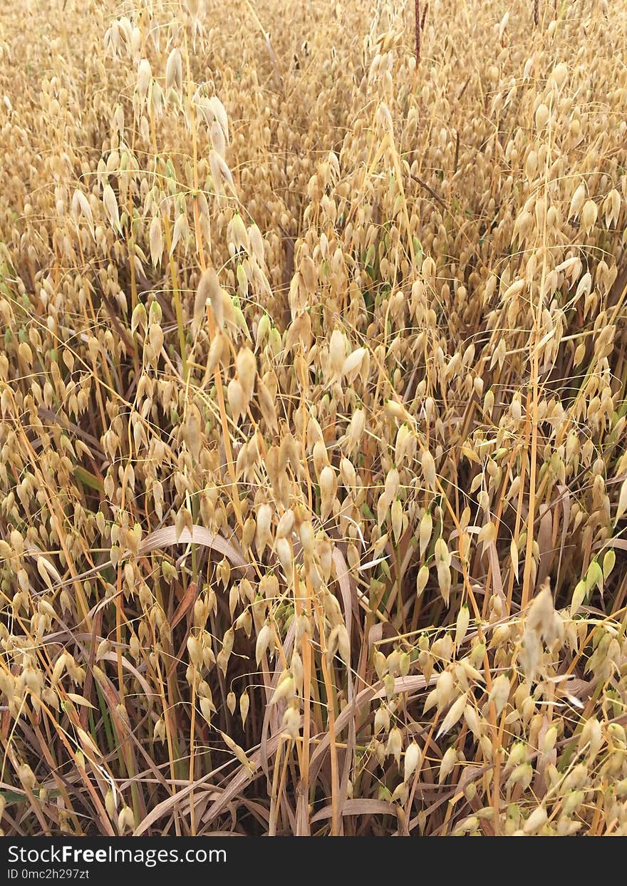 Grass Family, Crop, Food Grain, Grass