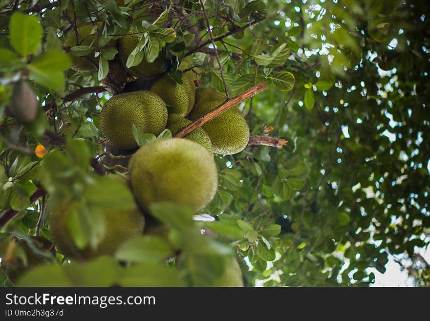 Vegetation, Tree, Fruit, Fruit Tree