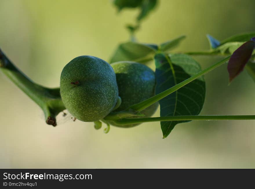 Fruit, Branch, Leaf, Fruit Tree