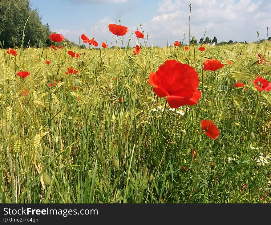 Ecosystem, Flower, Field, Meadow