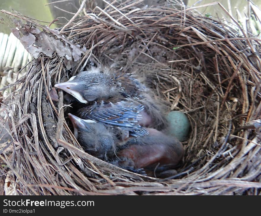 Bird, Nest, Bird Nest, Fauna