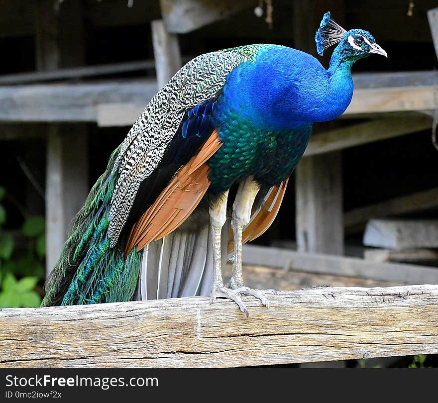 Peafowl, Fauna, Bird, Beak