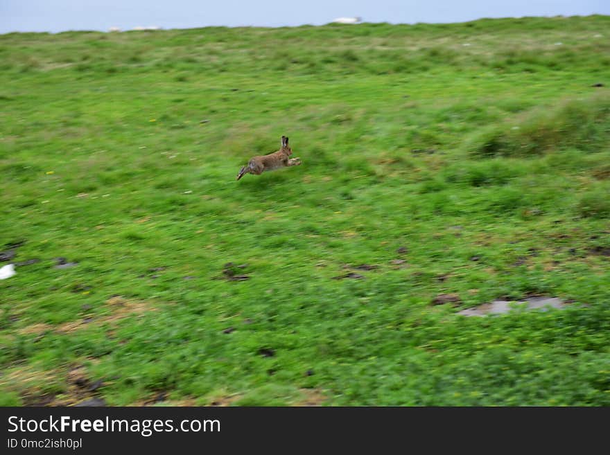 Ecosystem, Wildlife, Grassland, Fauna