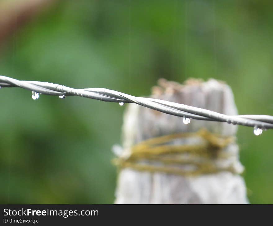 Close Up, Twig, Wire Fencing, Grass