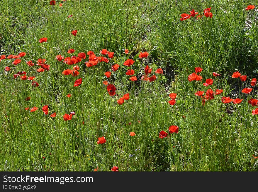 Flower, Ecosystem, Vegetation, Wildflower