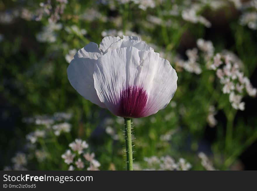 Flower, Plant, Wildflower, Flowering Plant