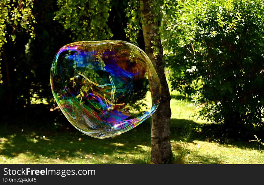 Reflection, Tree, Grass, Earth