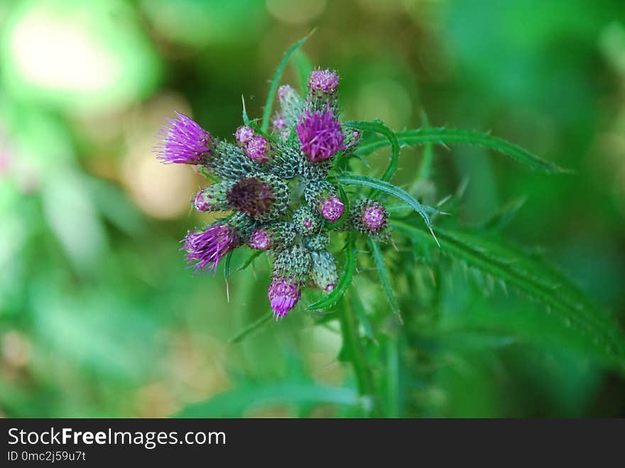 Plant, Flower, Flora, Burdock