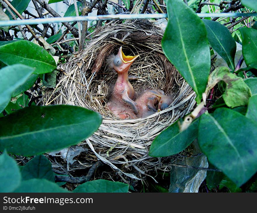 Bird Nest, Bird, Nest, Fauna