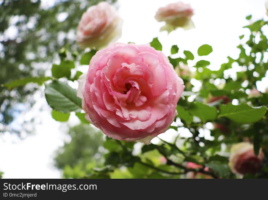 Flower, Pink, Rose, Rose Family