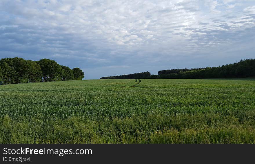 Grassland, Field, Sky, Pasture