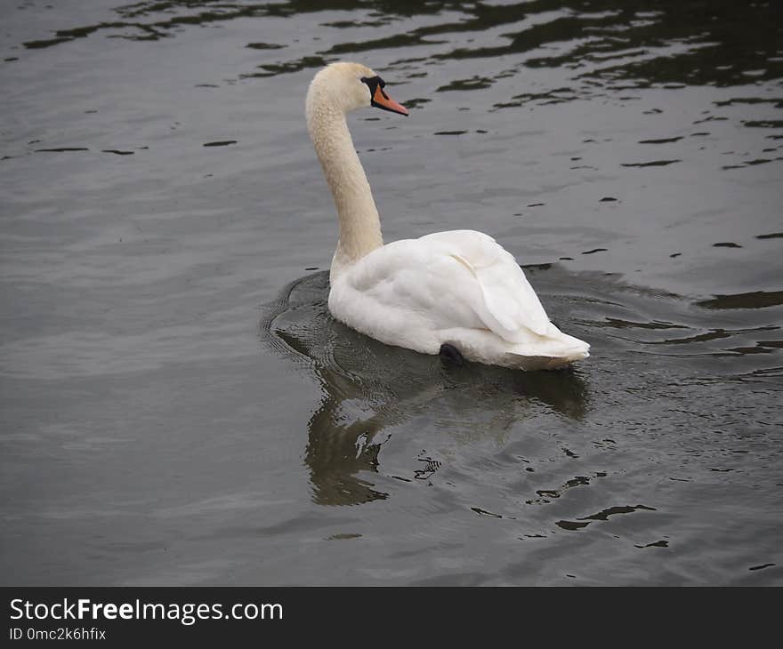 Swan, Bird, Water Bird, Ducks Geese And Swans