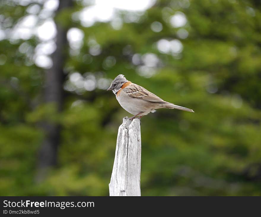 Bird, Fauna, Beak, Wildlife