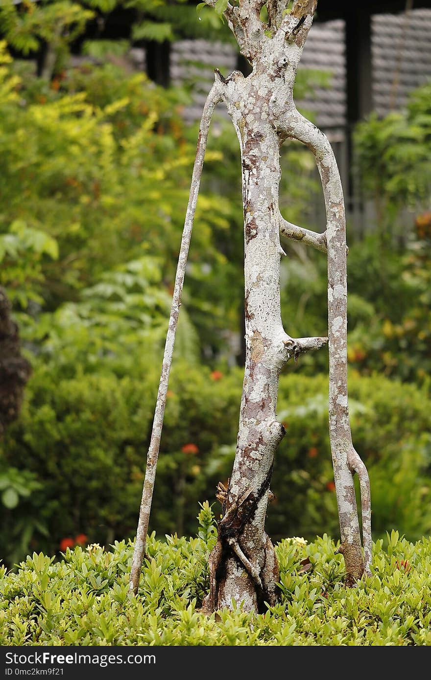 Tree, Plant, Flora, Branch