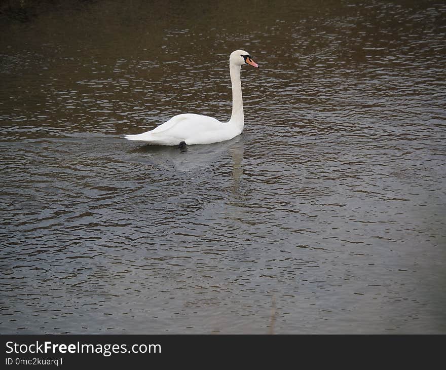 Bird, Swan, Water, Water Bird