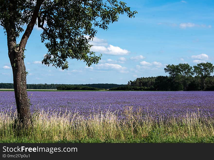 Nature, Sky, Tree, Field