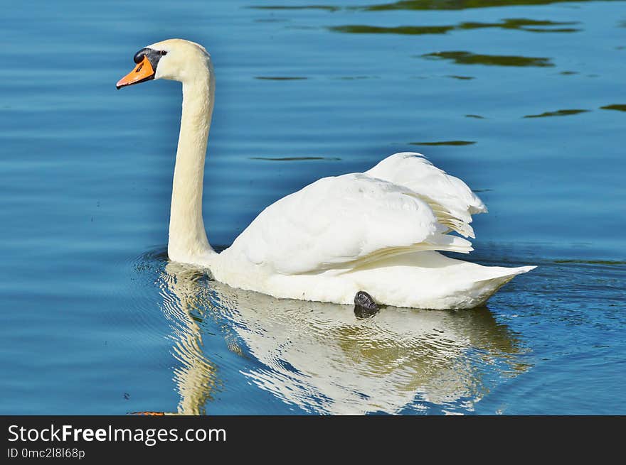 Swan, Bird, Water Bird, Ducks Geese And Swans