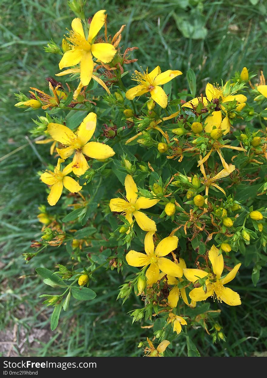 Flower, Plant, Hypericaceae, Yellow