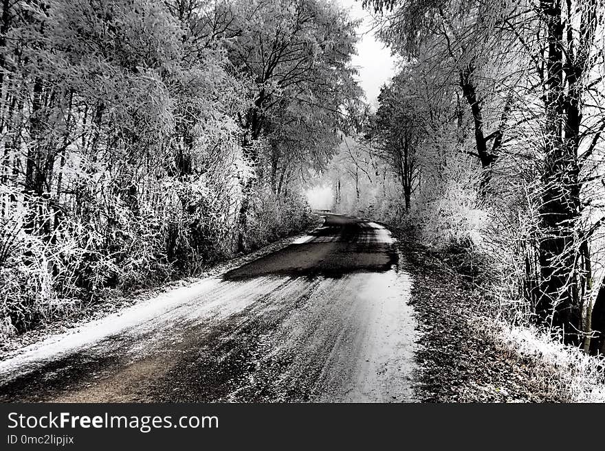 Tree, Nature, Snow, Black And White