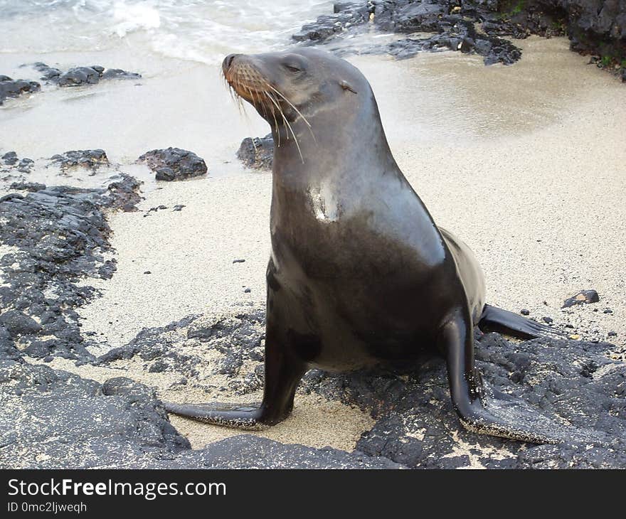 Seals, Fauna, Mammal, Marine Mammal