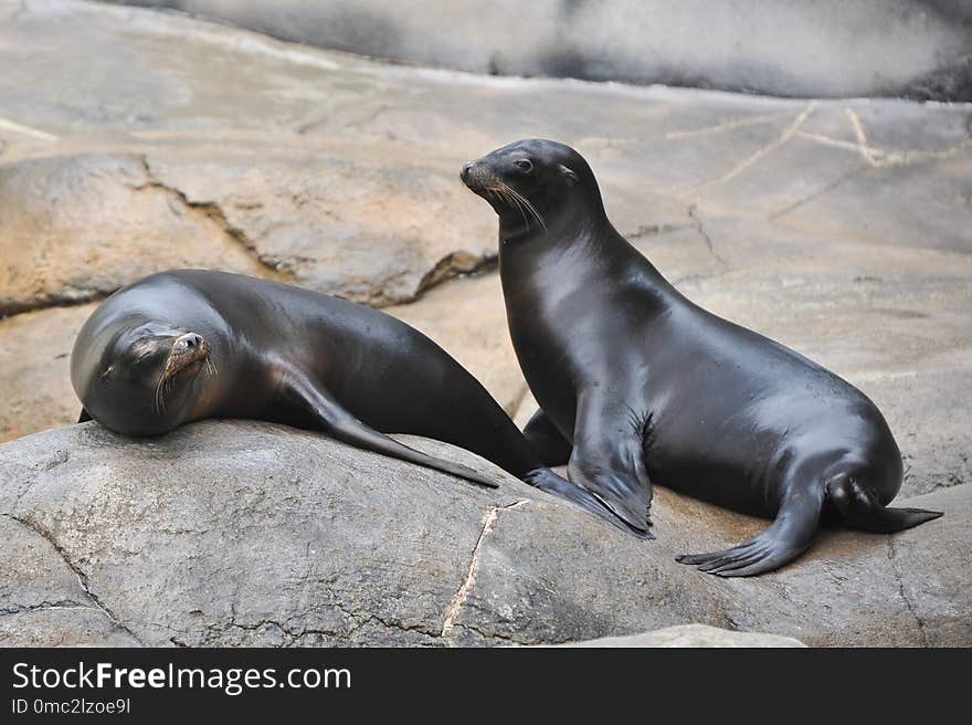 Seals, Mammal, Fauna, Marine Mammal