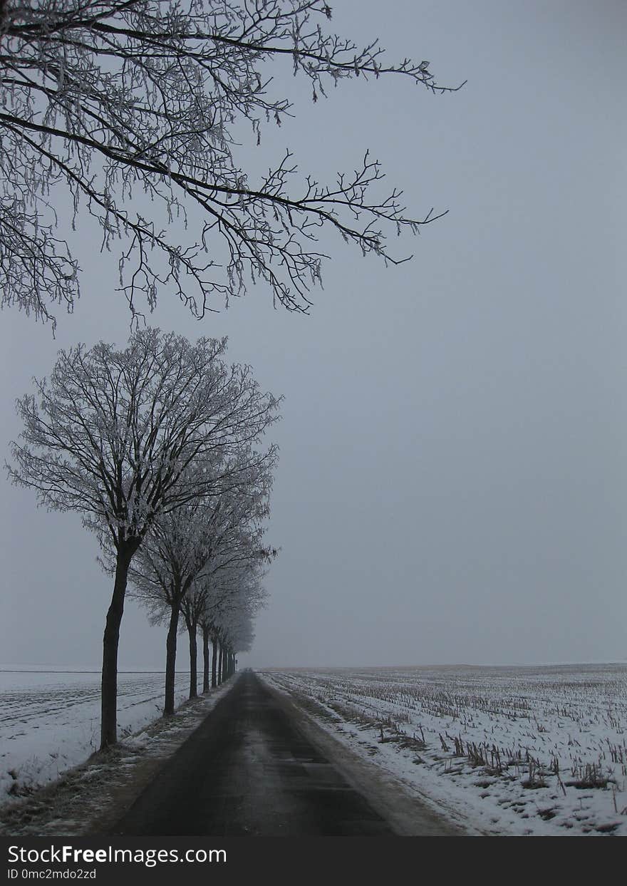 Tree, Winter, Freezing, Sky