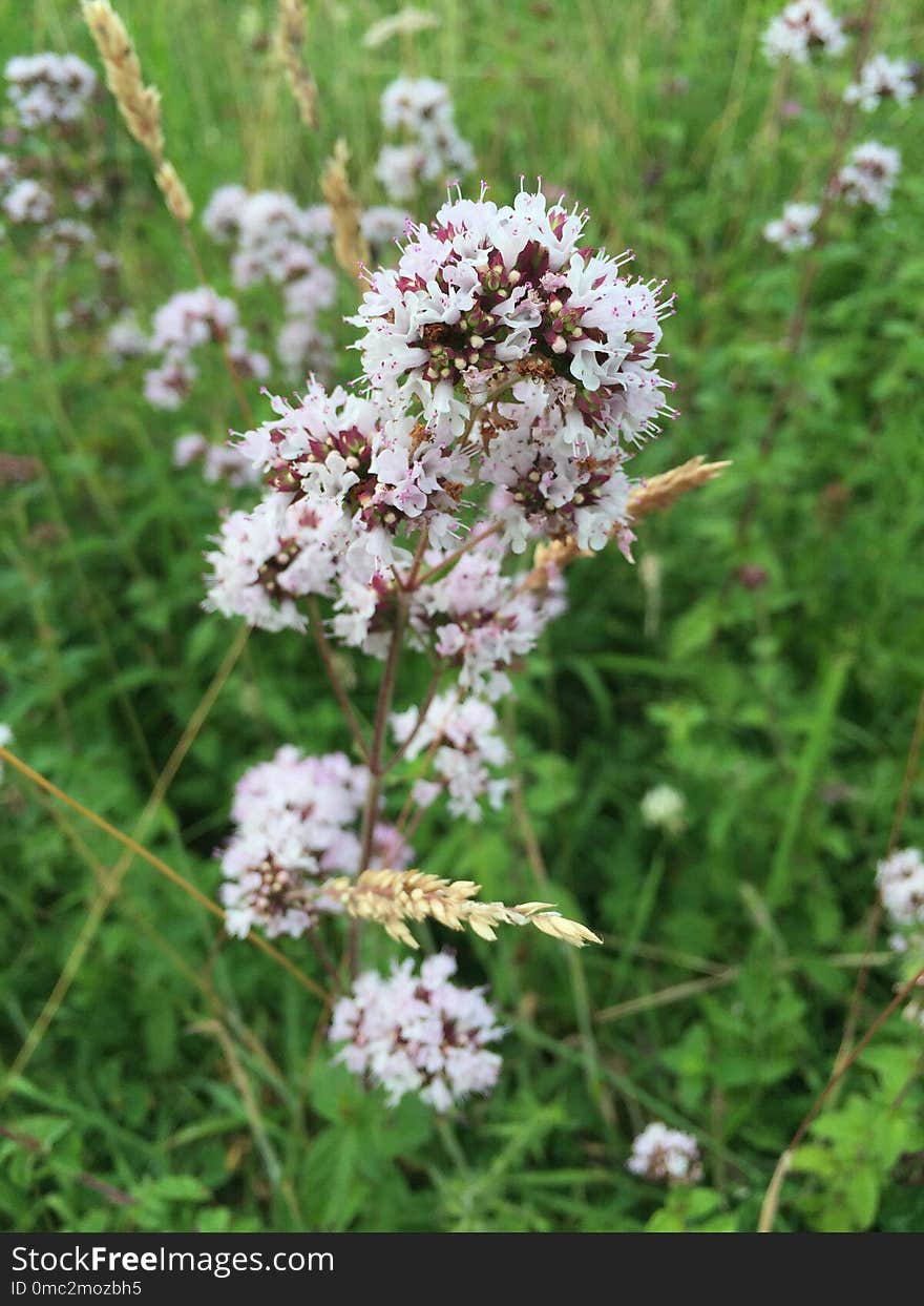 Plant, Flower, Subshrub, Flowering Plant