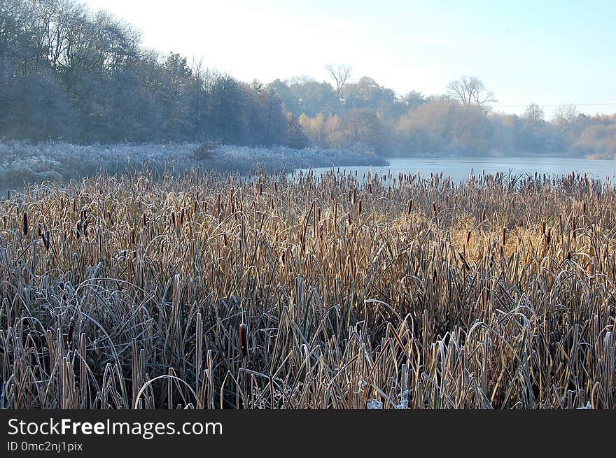 Winter, Frost, Water, Phragmites