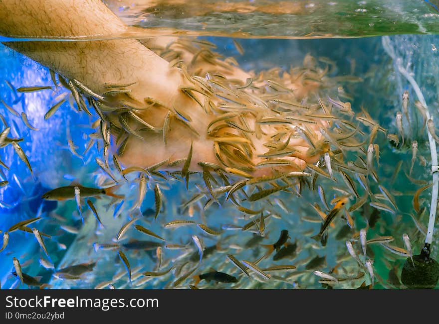 Foot Spa by Doctor fish , the freshwater fish used for treating skin diseases. Fish eating dead skin off feet man. Fish pedicure or fish massage in Bangkok, Thailand