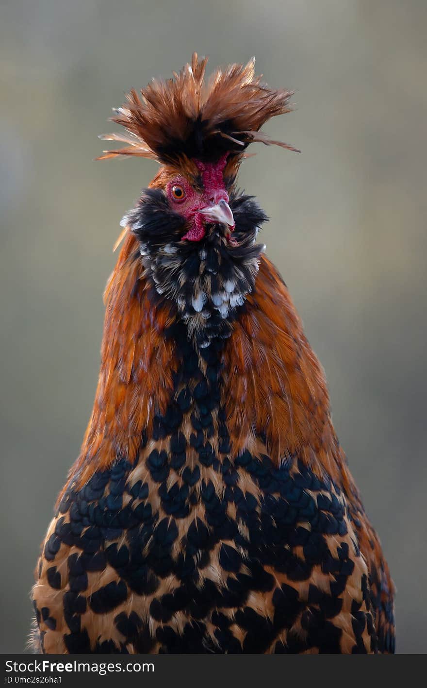 Funny portrait of a Pawlowskaja rooster - an old endangered russian brood