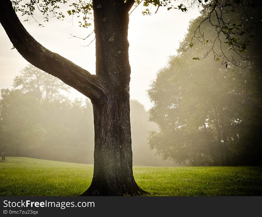 Morning country scene in early autumn with green leaves, and beautiful trees. Morning country scene in early autumn with green leaves, and beautiful trees.