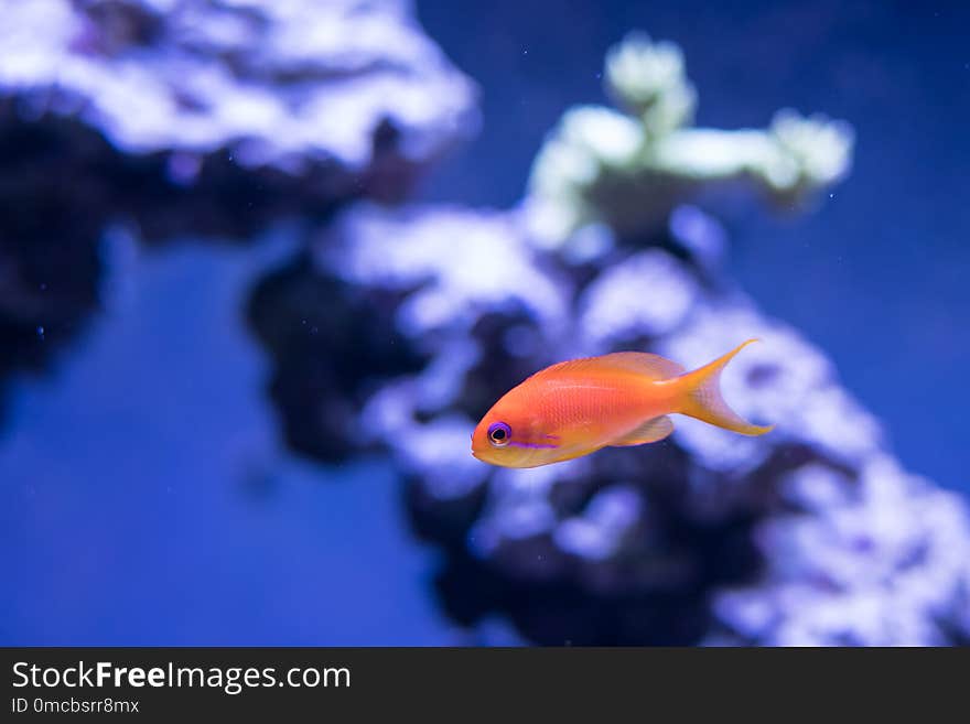 A bright orange goldfish swims in a cool tone colorful aquarium environment, with coral or rocky formation blurred in the background. A bright orange goldfish swims in a cool tone colorful aquarium environment, with coral or rocky formation blurred in the background