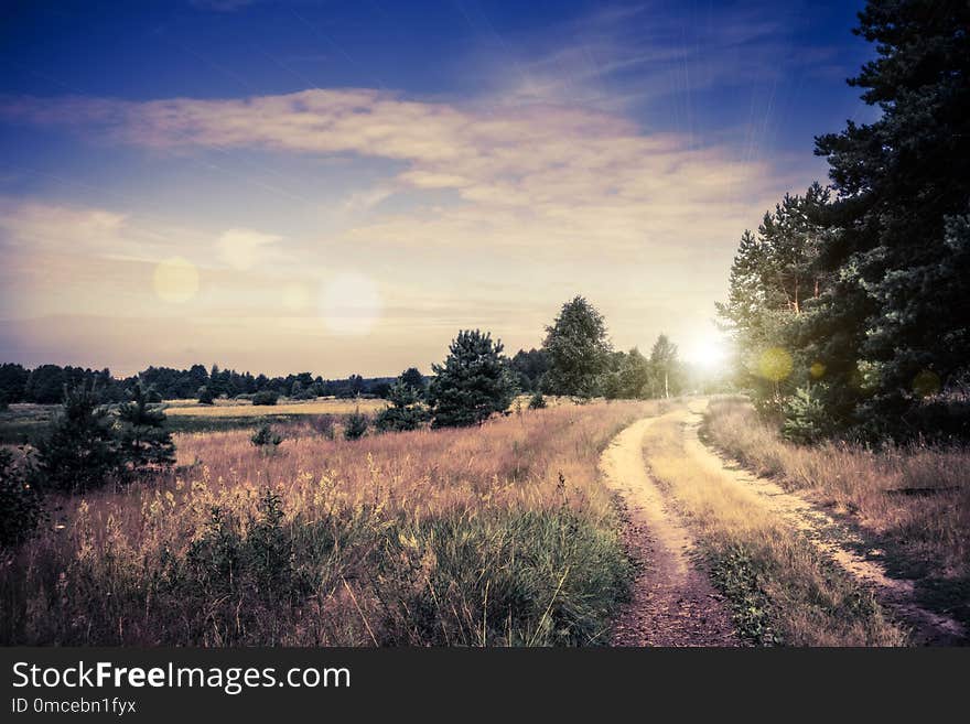 Summer pine forest photo filtered, edited colors and flare effect background. Summer pine forest photo filtered, edited colors and flare effect background.