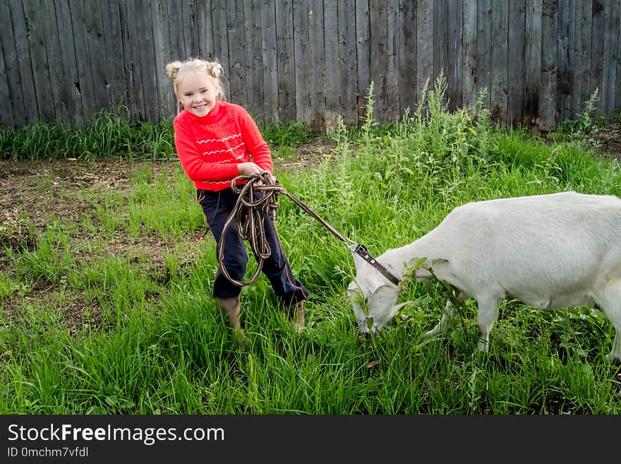 A Little Beautiful Girl In A Barnyard Walks With A Horse,