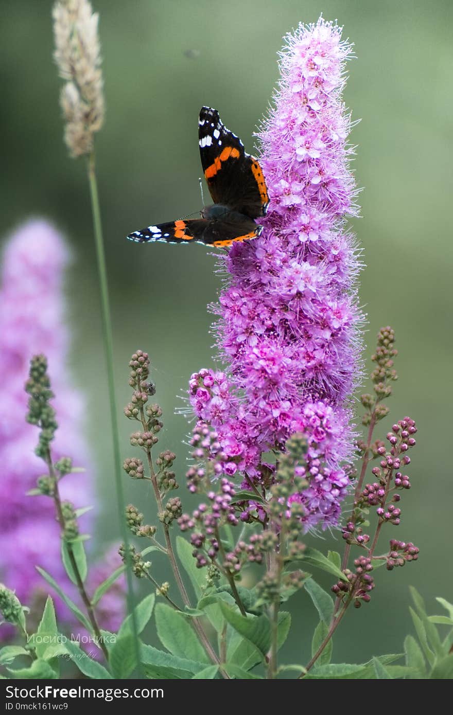 Butterfly siting on a flower in the garden. n. Butterfly siting on a flower in the garden. n