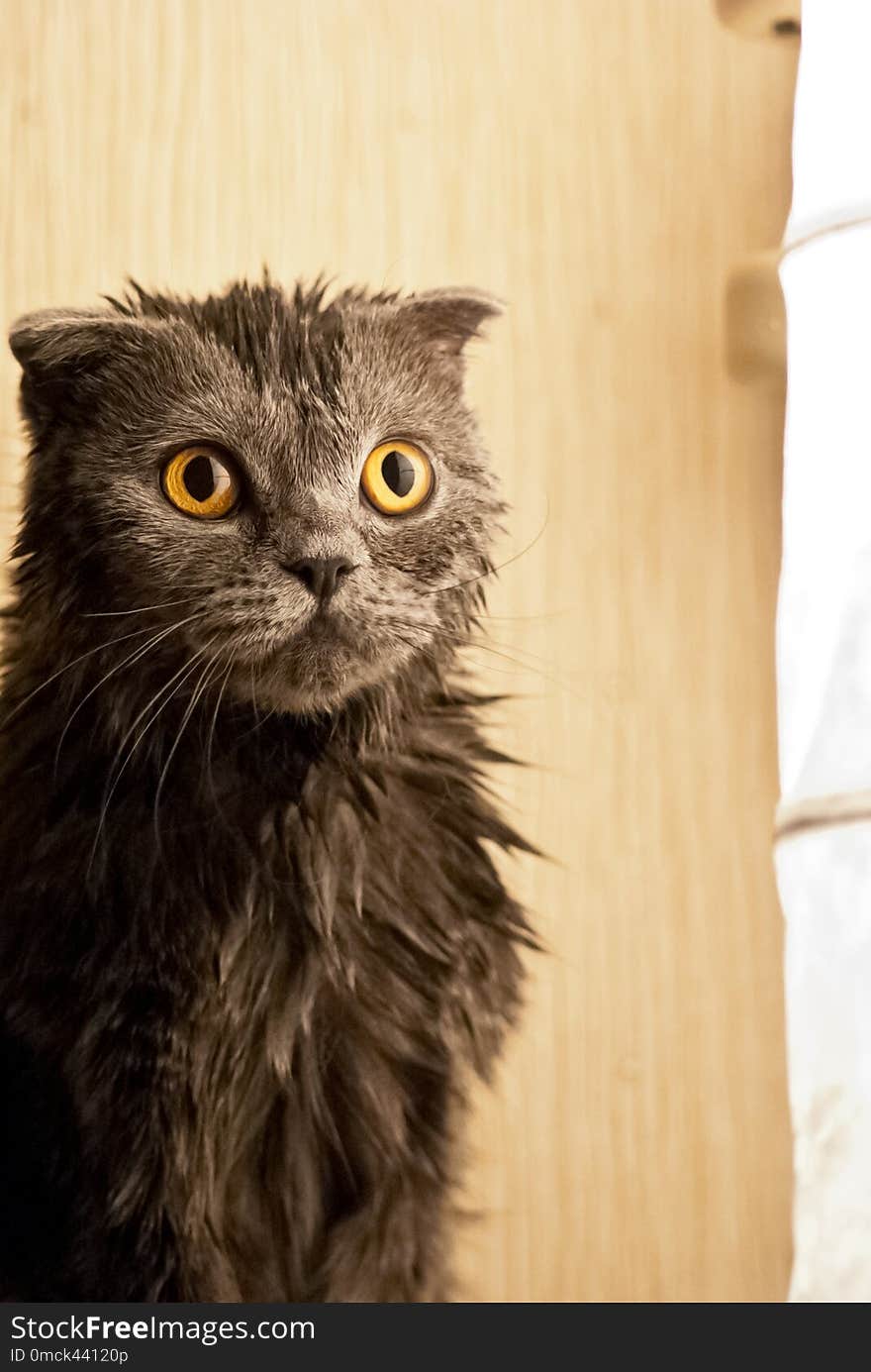 Kitten is wet after a bath
