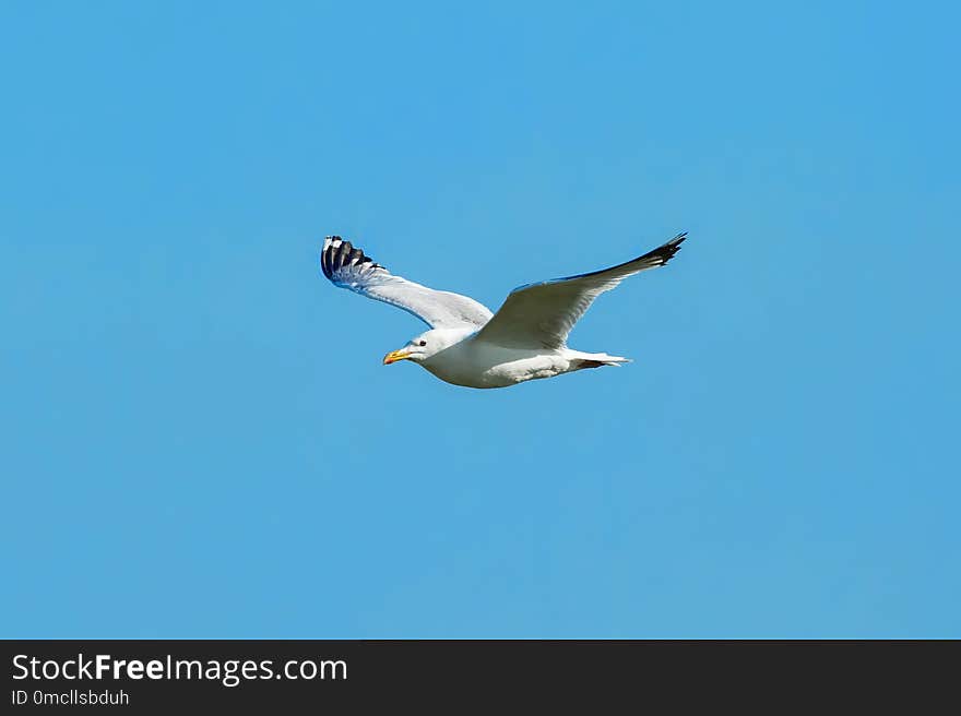 Bird, Sky, Fauna, Seabird