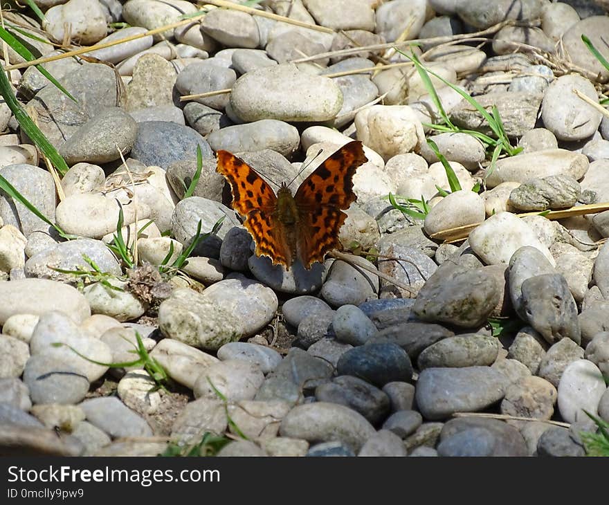 Moths And Butterflies, Butterfly, Insect, Invertebrate