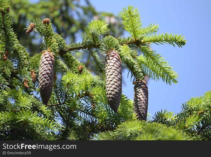 Tree, Ecosystem, Pine Family, Spruce