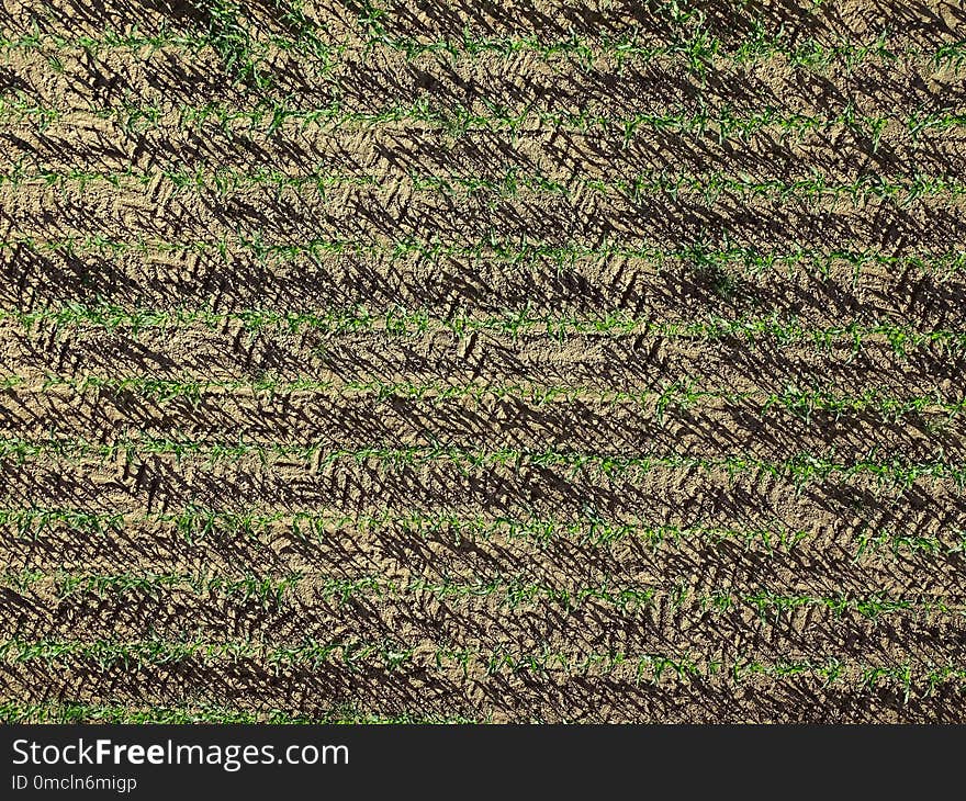 Grass, Field, Agriculture, Crop