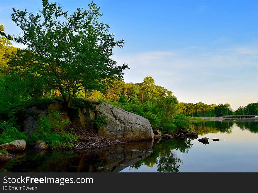 Reflection, Water, Nature, Tree