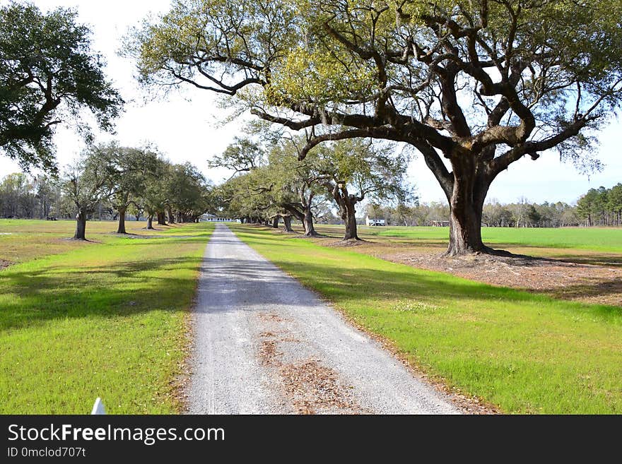 Tree, Path, Woody Plant, Nature Reserve