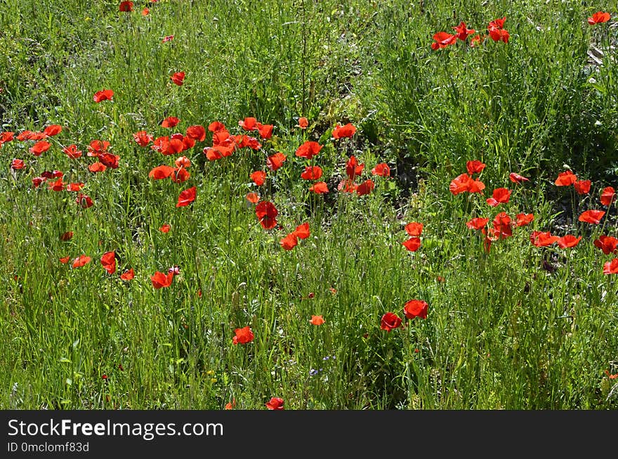 Flower, Ecosystem, Vegetation, Wildflower