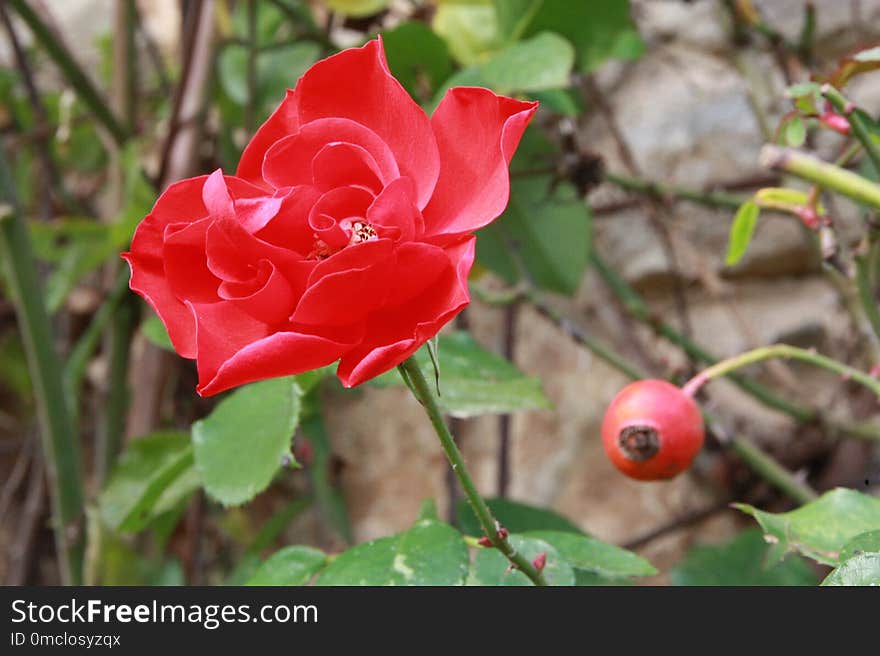 Flower, Rose, Rose Family, Plant