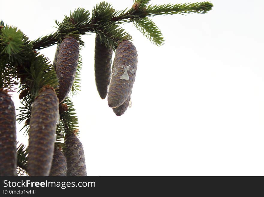 Tree, Pine Family, Palm Tree, Arecales