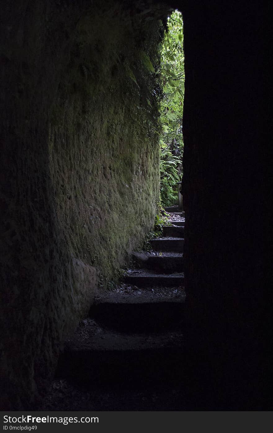 Darkness, Cave, Tree