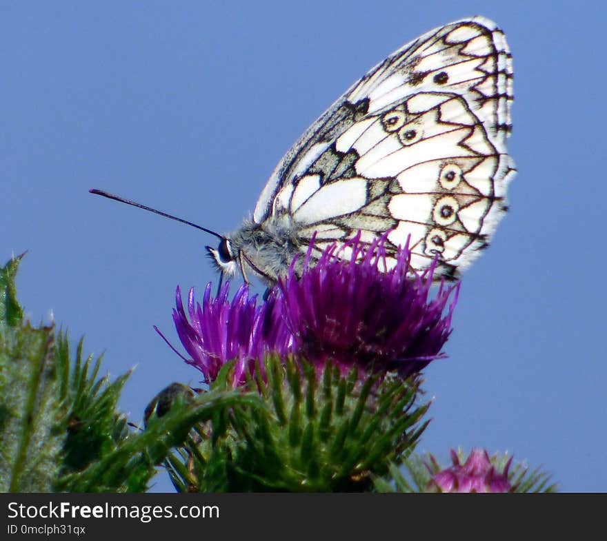 Butterfly, Moths And Butterflies, Brush Footed Butterfly, Insect