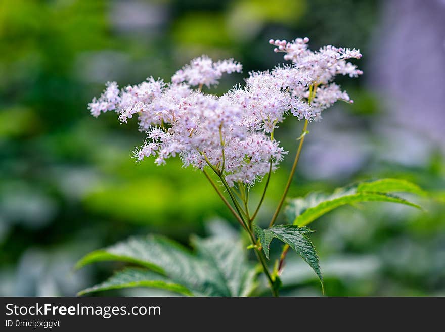 Plant, Meadowsweet, Flower, Herb