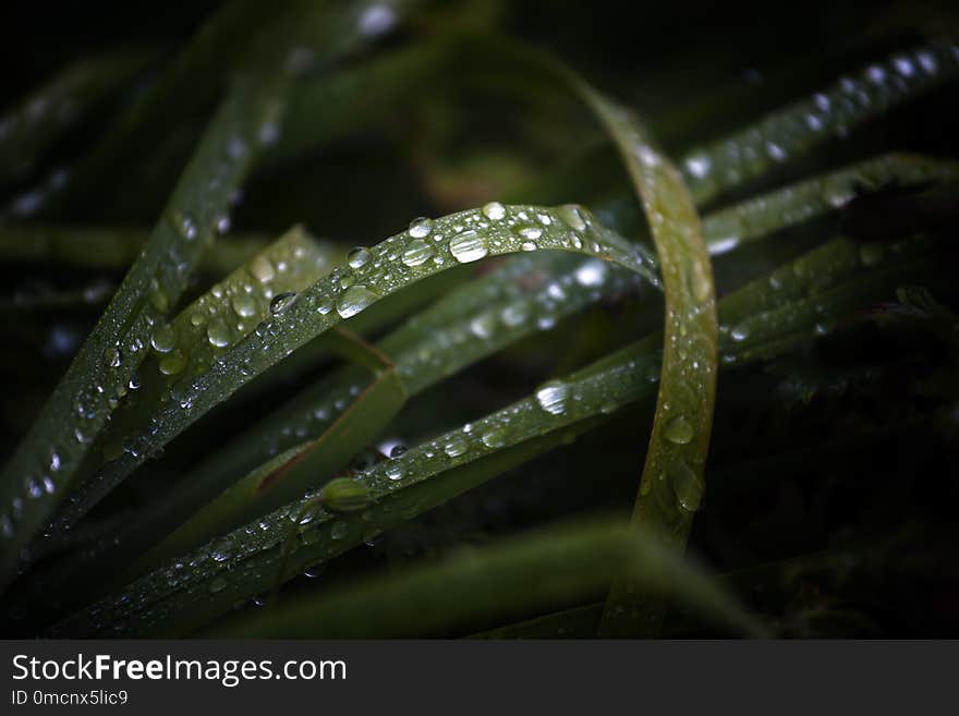 Dew Drops On The Grass In A Meadow In Autumn, Dark Nature Background With Copy Space